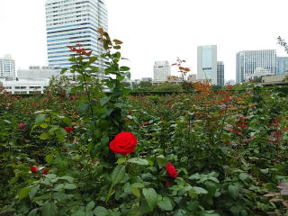 ホテルニューオータニ東京 Red Rose Garden
