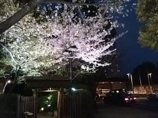 八芳園夜桜